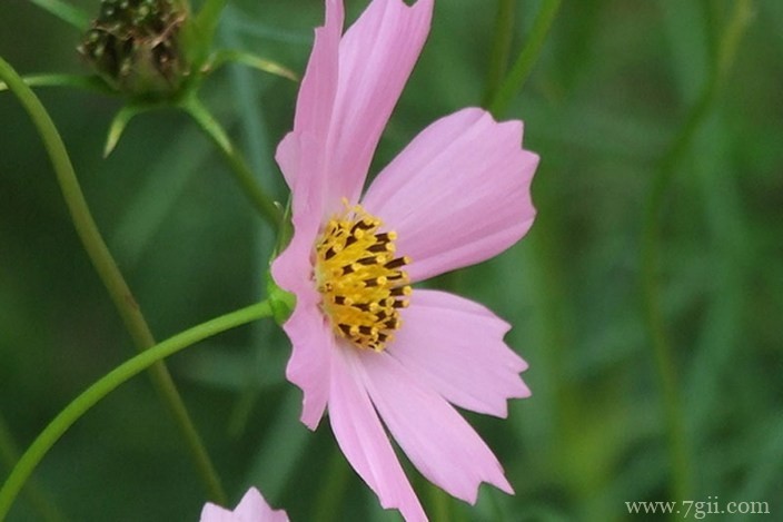 各色各样绮丽梦幻的花朵摄影图片