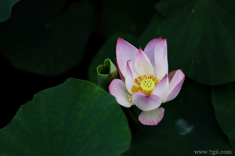出淤泥而不染夏日荷花盛开摄影写真