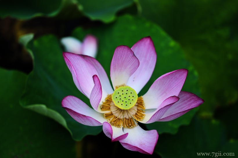 出淤泥而不染夏日荷花盛开摄影写真