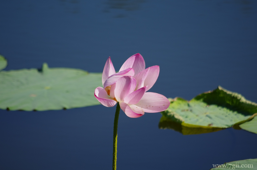 出淤泥而不染夏日荷花盛开摄影写真