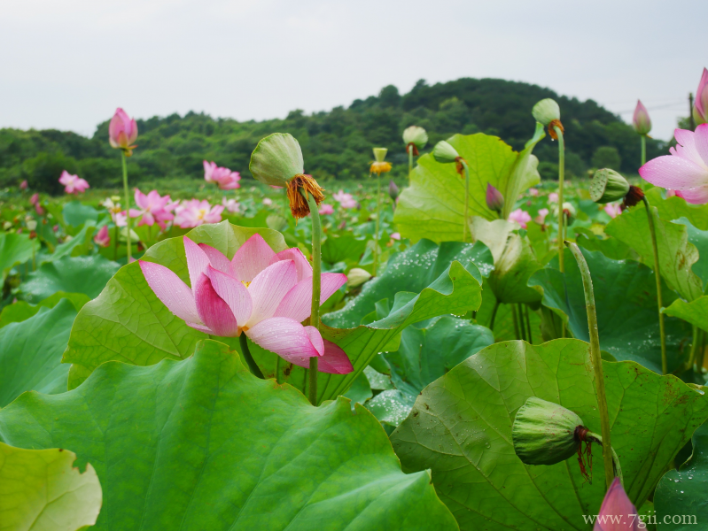 出淤泥而不染夏日荷花盛开摄影写真