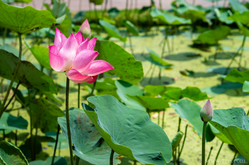 出淤泥而不染夏日荷花盛开摄影写真