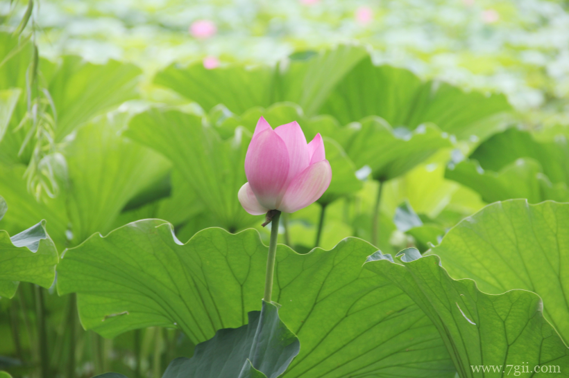 出淤泥而不染夏日荷花盛开摄影写真