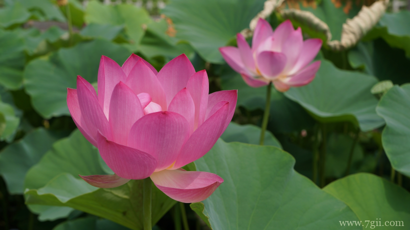 出淤泥而不染夏日荷花盛开摄影写真