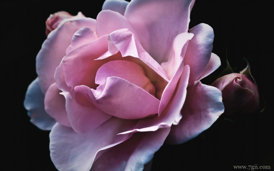 清新淡雅的紫色花卉摄影写真