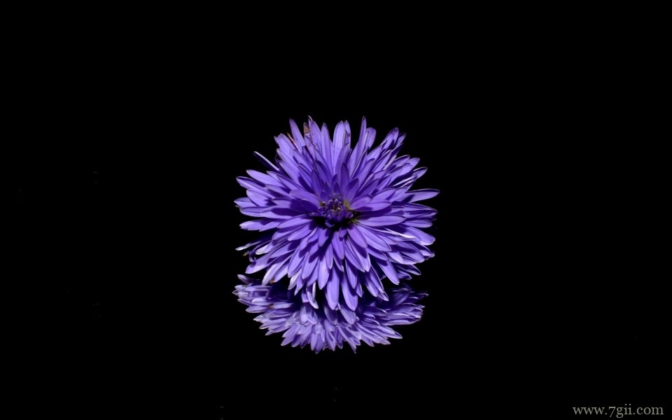 清新淡雅的紫色花卉摄影写真