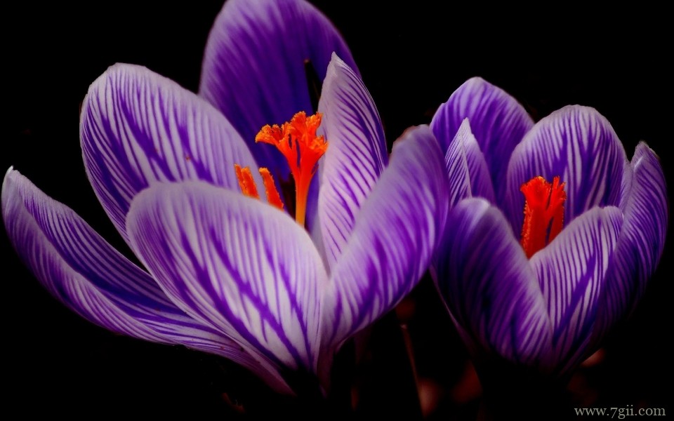 清新淡雅的紫色花卉摄影写真