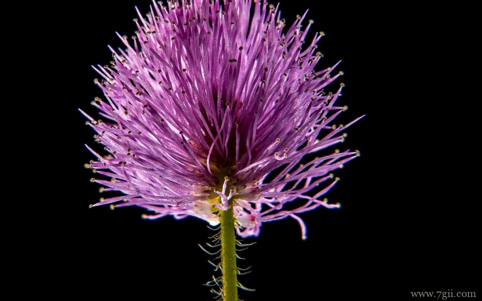 清新淡雅的紫色花卉摄影写真