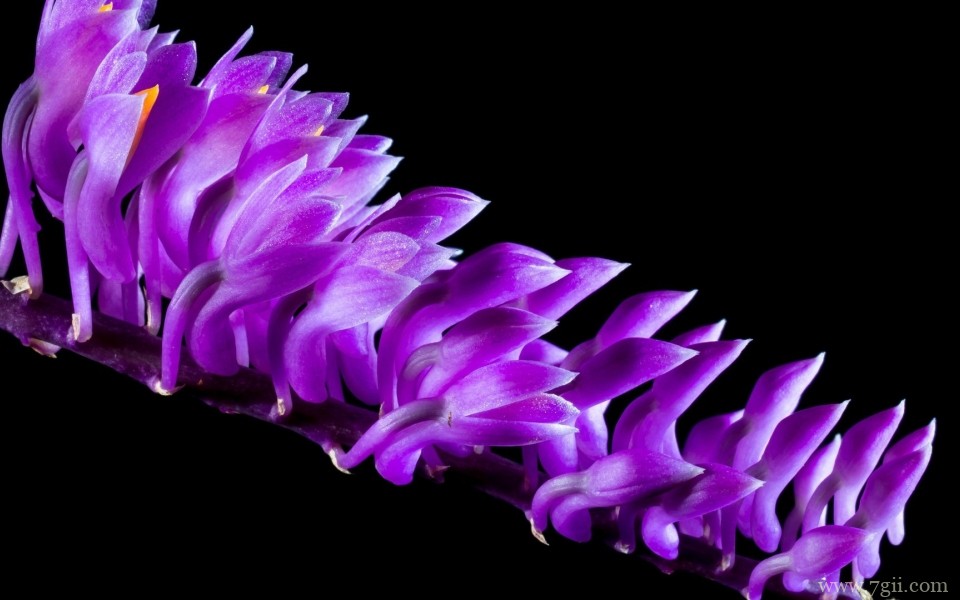 清新淡雅的紫色花卉摄影写真