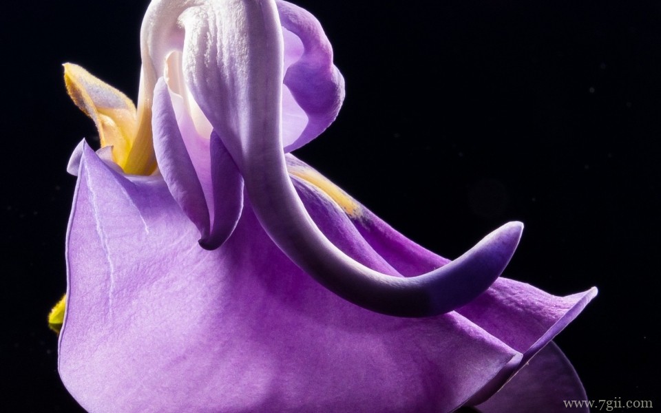 清新淡雅的紫色花卉摄影写真