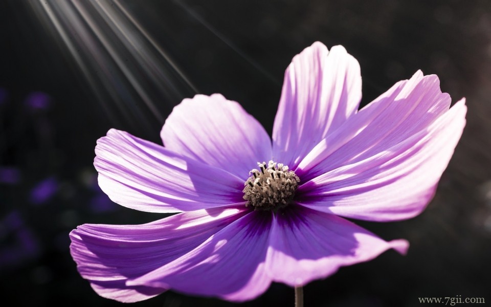 清新淡雅的紫色花卉摄影写真