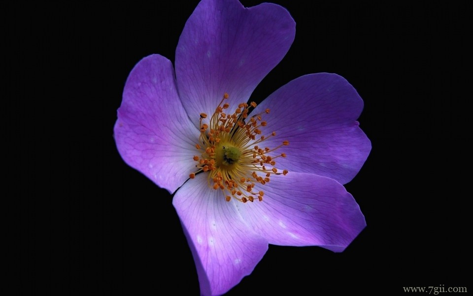 清新淡雅的紫色花卉摄影写真