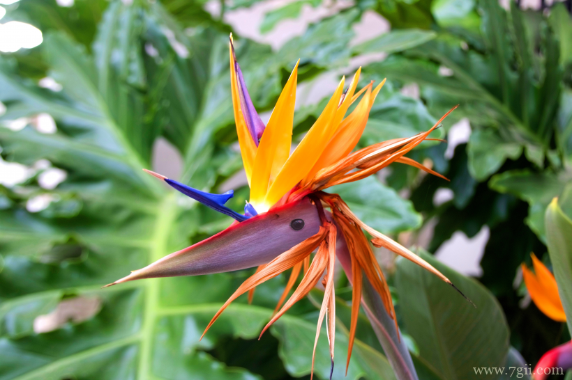 清新高雅的鹤望兰摄影写真