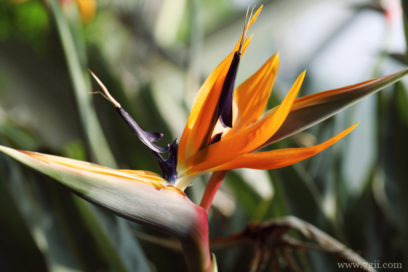 清新高雅的鹤望兰摄影写真