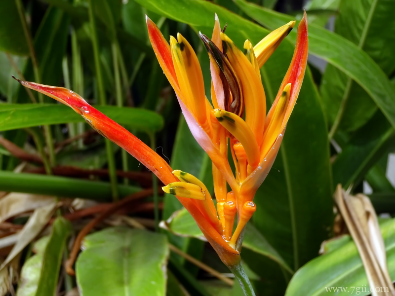 清新高雅的鹤望兰摄影写真