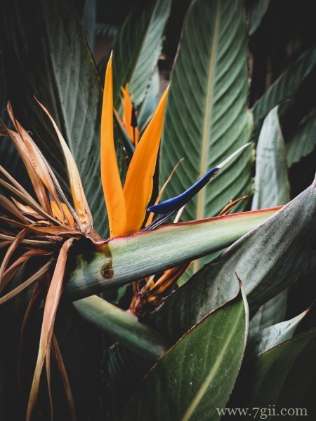 清新高雅的鹤望兰摄影写真