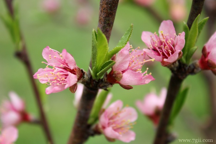 桃花朵朵开嫩粉的桃花摄影写真