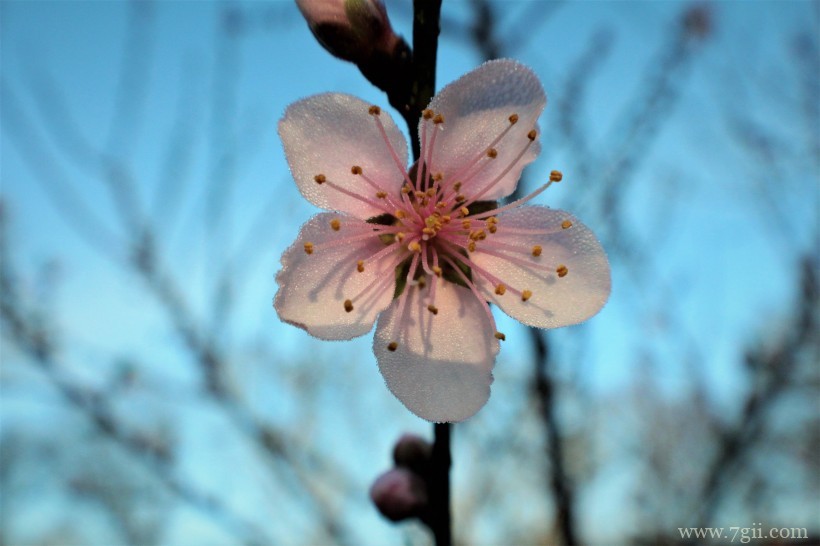 桃花朵朵开嫩粉的桃花摄影写真