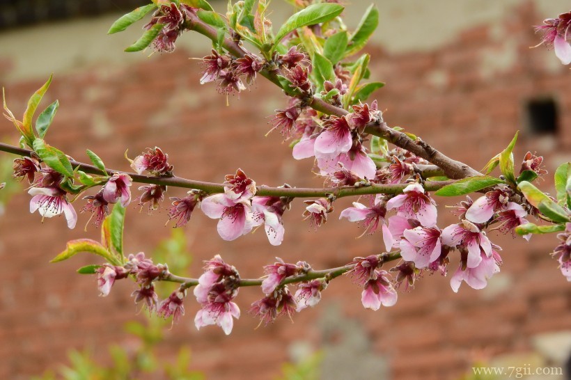 桃花朵朵开嫩粉的桃花摄影写真