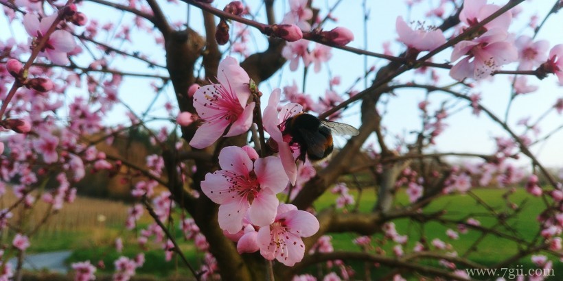 桃花朵朵开嫩粉的桃花摄影写真