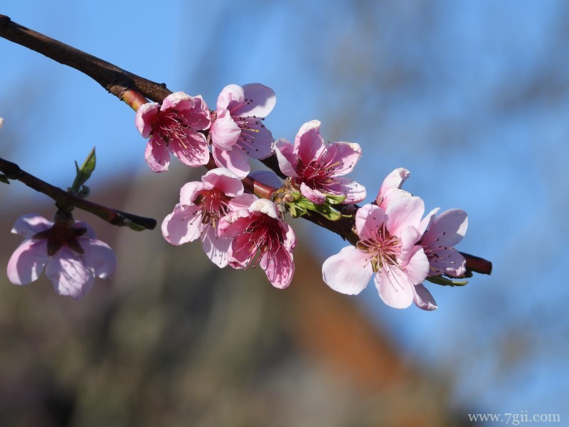 桃花朵朵开嫩粉的桃花摄影写真