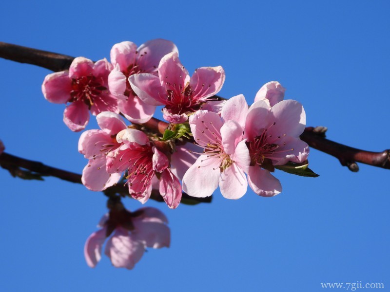 桃花朵朵开嫩粉的桃花摄影写真