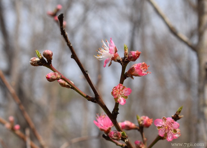 桃花朵朵开嫩粉的桃花摄影写真