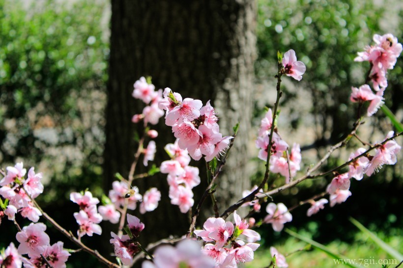 桃花朵朵开嫩粉的桃花摄影写真