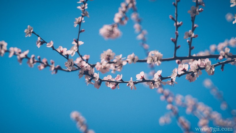 桃花朵朵开嫩粉的桃花摄影写真