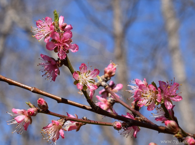 桃花朵朵开嫩粉的桃花摄影写真