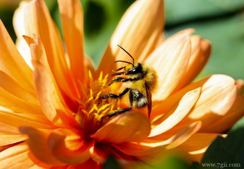 艳美的非洲菊唯美摄影写真