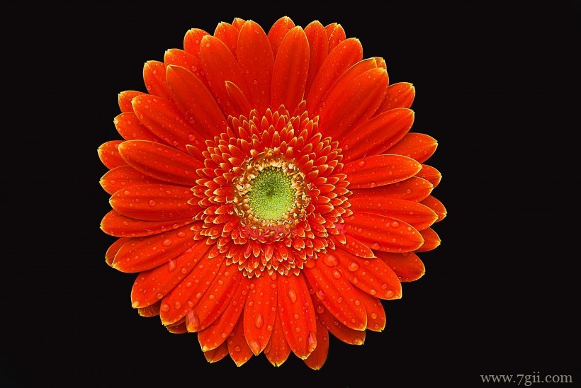 艳美的非洲菊唯美摄影写真