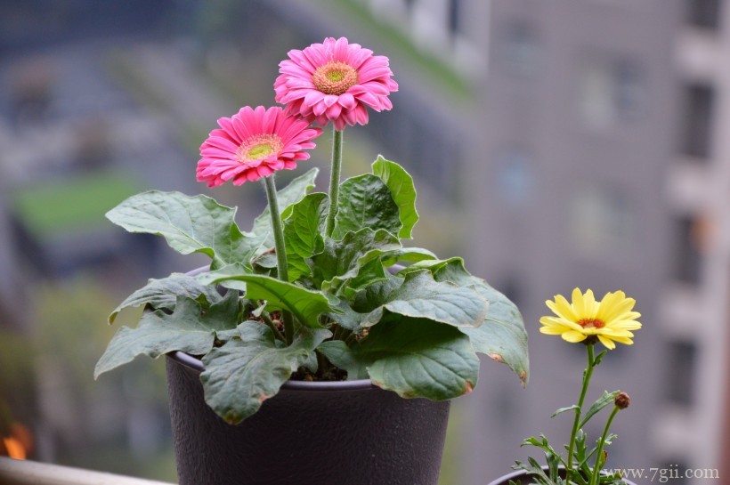 艳美的非洲菊唯美摄影写真