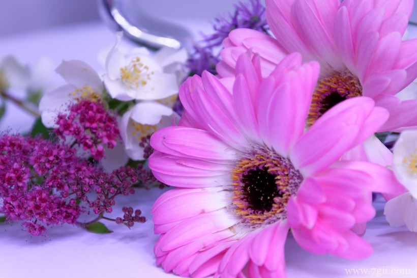 艳美的非洲菊唯美摄影写真