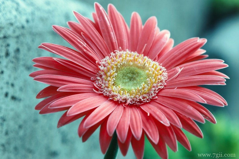 艳美的非洲菊唯美摄影写真