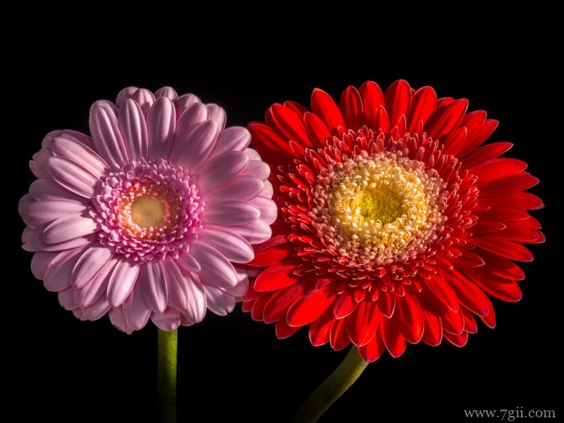 艳美的非洲菊唯美摄影写真