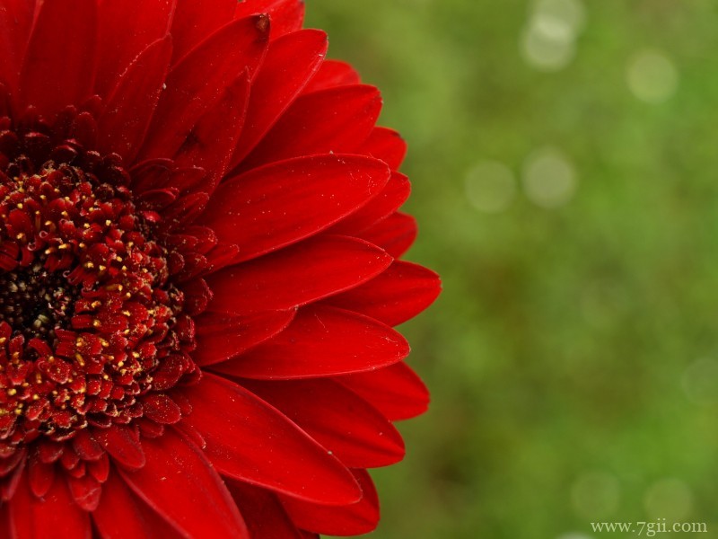艳美的非洲菊唯美摄影写真