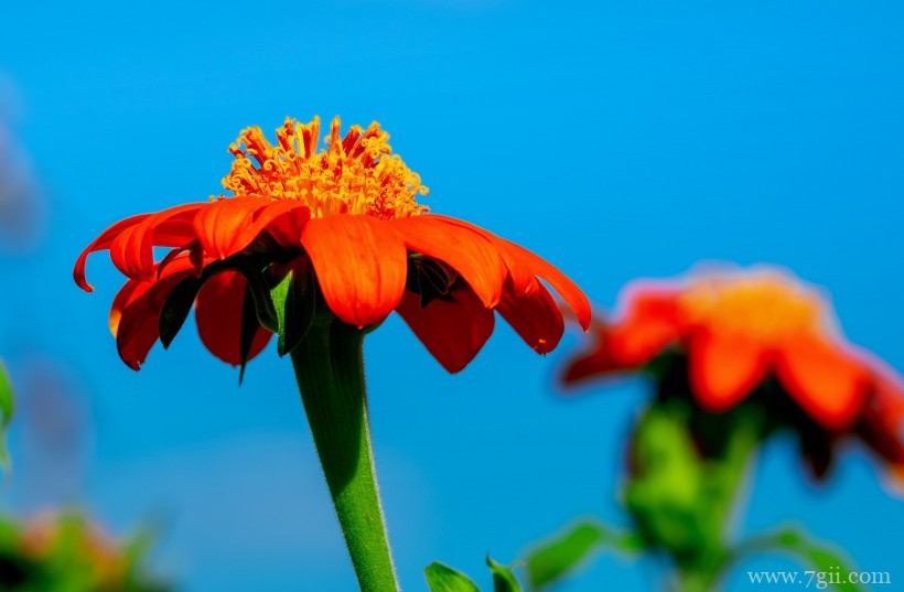 艳美的非洲菊唯美摄影写真