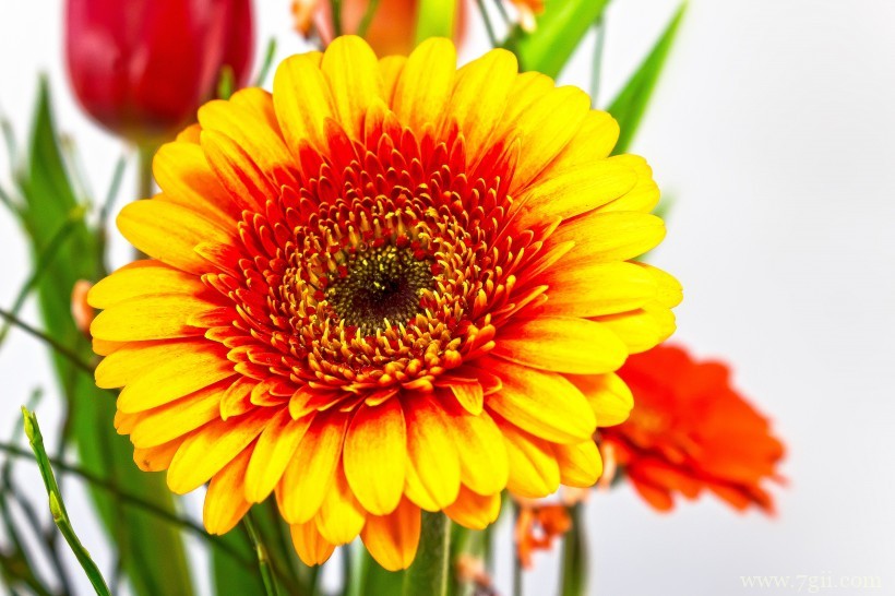 艳美的非洲菊唯美摄影写真