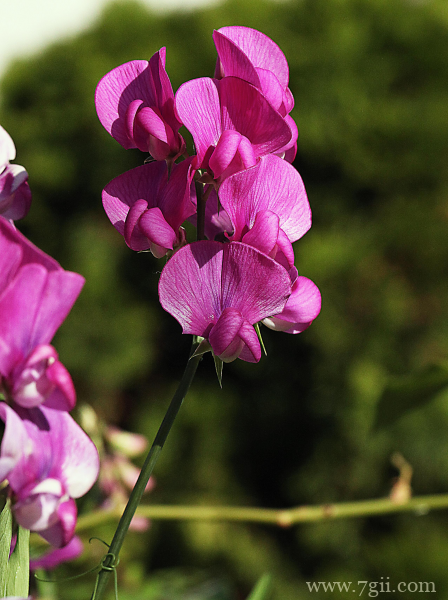 粉红色观赏花卉豌豆花摄影图片