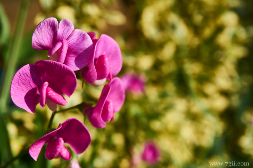 粉红色观赏花卉豌豆花摄影图片
