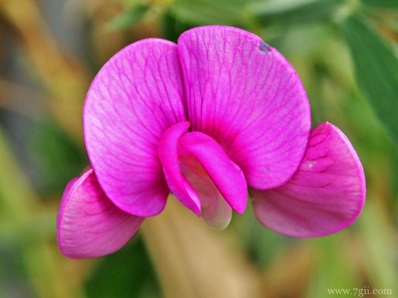 粉红色观赏花卉豌豆花摄影图片