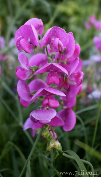 粉红色观赏花卉豌豆花摄影图片