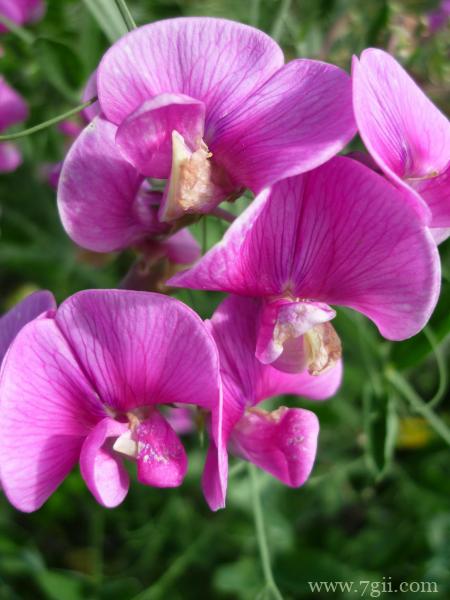 粉红色观赏花卉豌豆花摄影图片