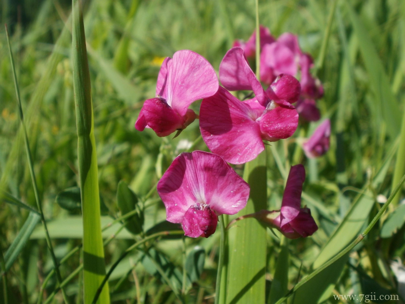 粉红色观赏花卉豌豆花摄影图片