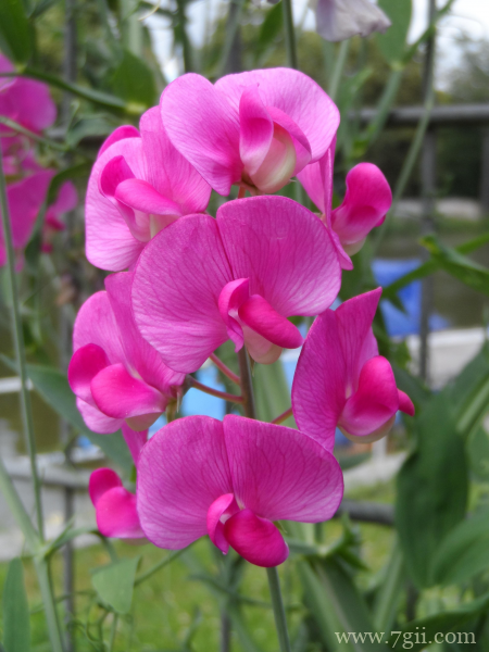 粉红色观赏花卉豌豆花摄影图片