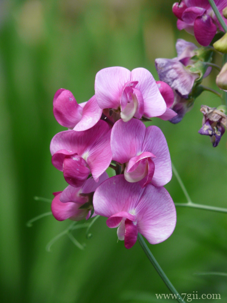 粉红色观赏花卉豌豆花摄影图片