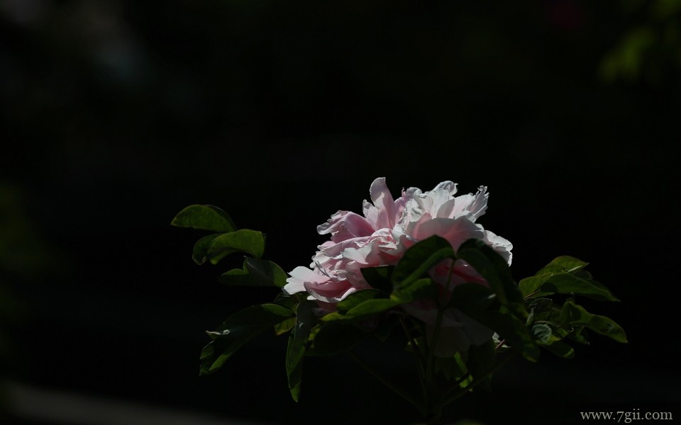 肆意绽放的娇艳牡丹花摄影写真(1 /6 )