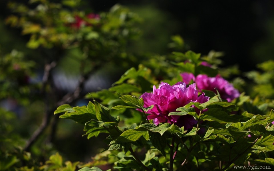 肆意绽放的娇艳牡丹花摄影写真(1 /6 )