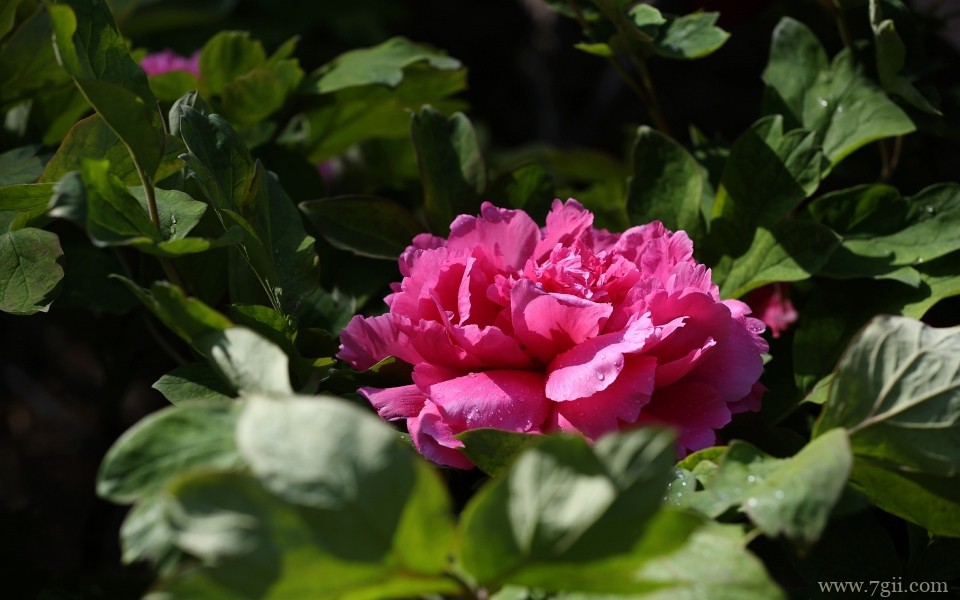 肆意绽放的娇艳牡丹花摄影写真(1 /6 )